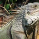 Illustration for article titled Sex Cults, Iguana Killings, and America's Drinking Problem: The Best Gizmodo Stories of the Week